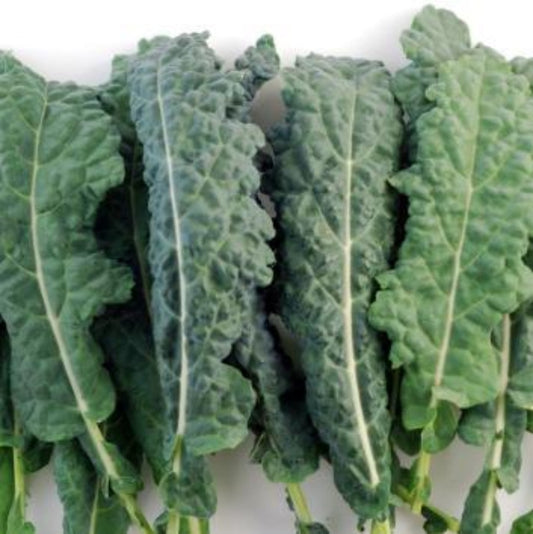 Brassica oleracea Lacinato -- Lacinato Kale