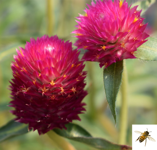Gomphrena haageana 'Pinata' -- Gomphrena 'Pinata'