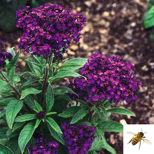 Heliotropium arborescens 'Marine' -- Heliotrope 'Marine’