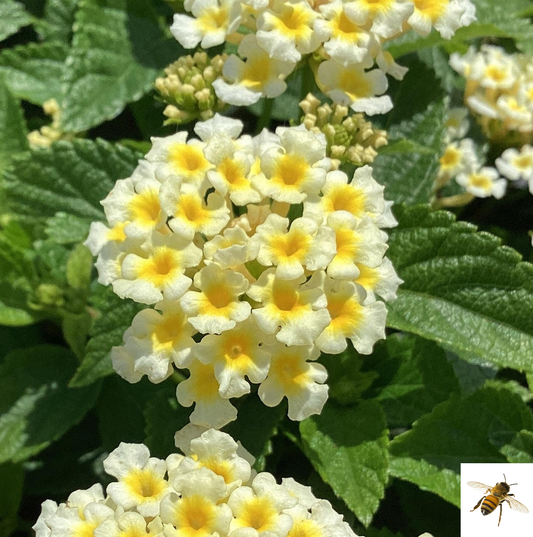 Lantana camara 'Shamrock Butterscotch Glow' -- Lantana  'Shamrock Butterscotch Glow'