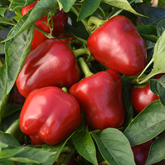 Capsicum annuum 'Snackabelle' -- Sweet Pepper 'Snackabelle'