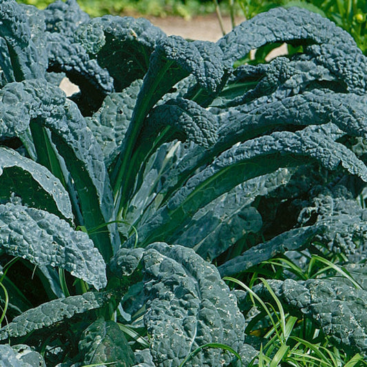 Brassica oleracea Lacinato -- Lacinato Kale