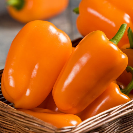 Capsicum annuum 'Orange Blaze' -- Sweet Pepper 'Orange Blaze'