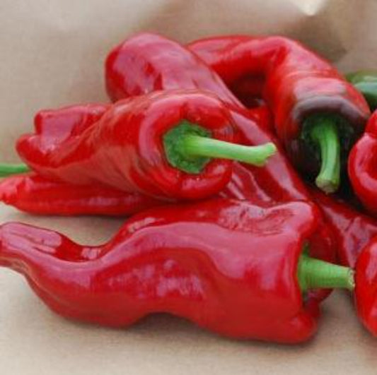 Capsicum annuum 'Melrose' -- Sweet Pepper 'Melrose'