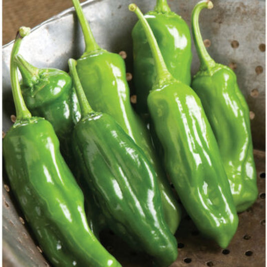 Capsicum annuum shishito 'Mellow Star' -- Shishito Pepper 'Mellow Star'