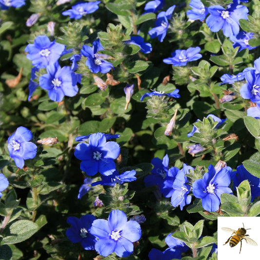 Evolvulus hybrid 'Blue My Mind' -- Evolvulus 'Blue My Mind'