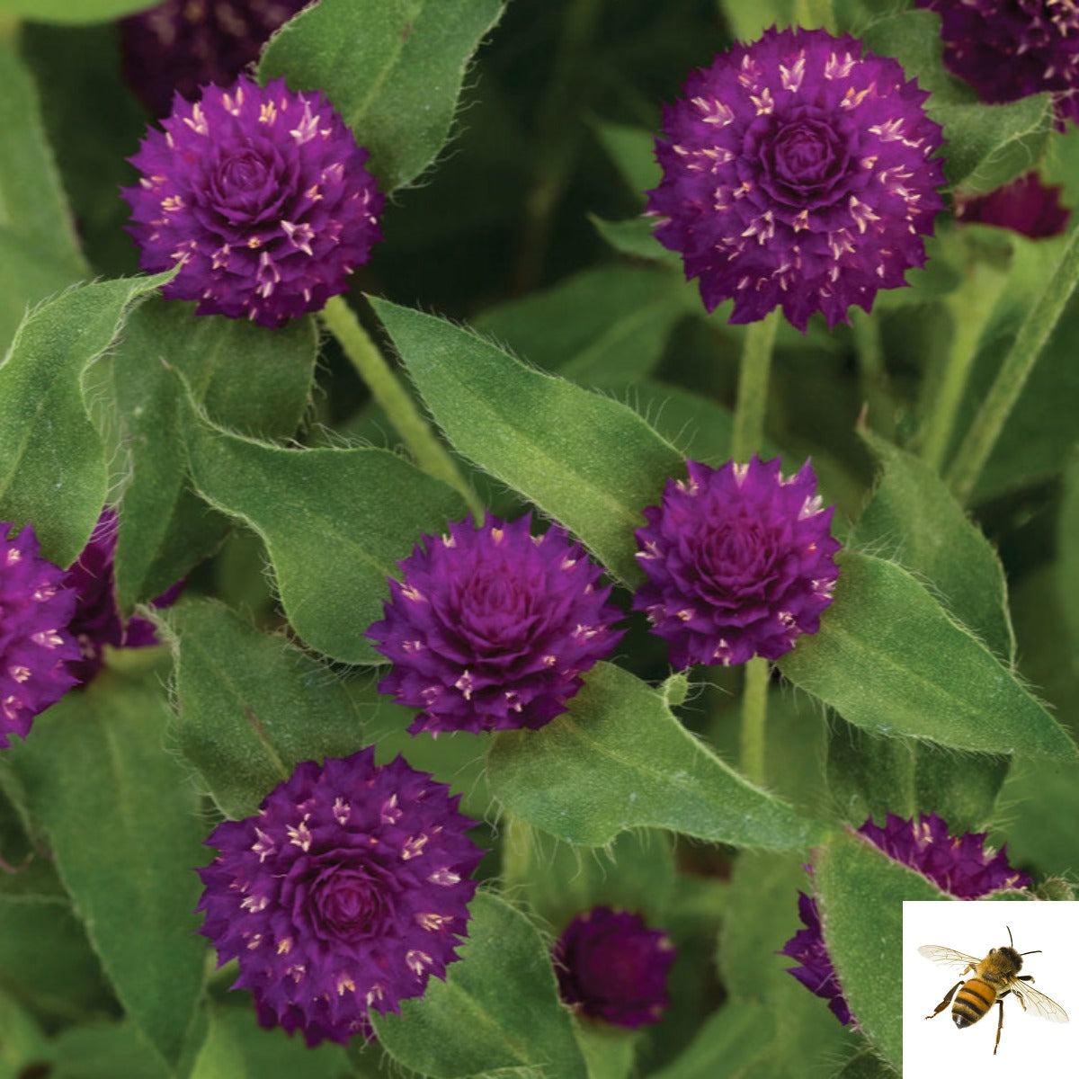 Gomphrena hybrid 'Lil' Forest Plum' -- Gomphrena 'Lil' Forest Plum